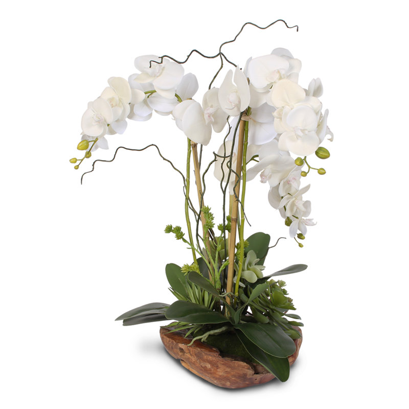 Arrangement floral Brevoort Phalaenopsis