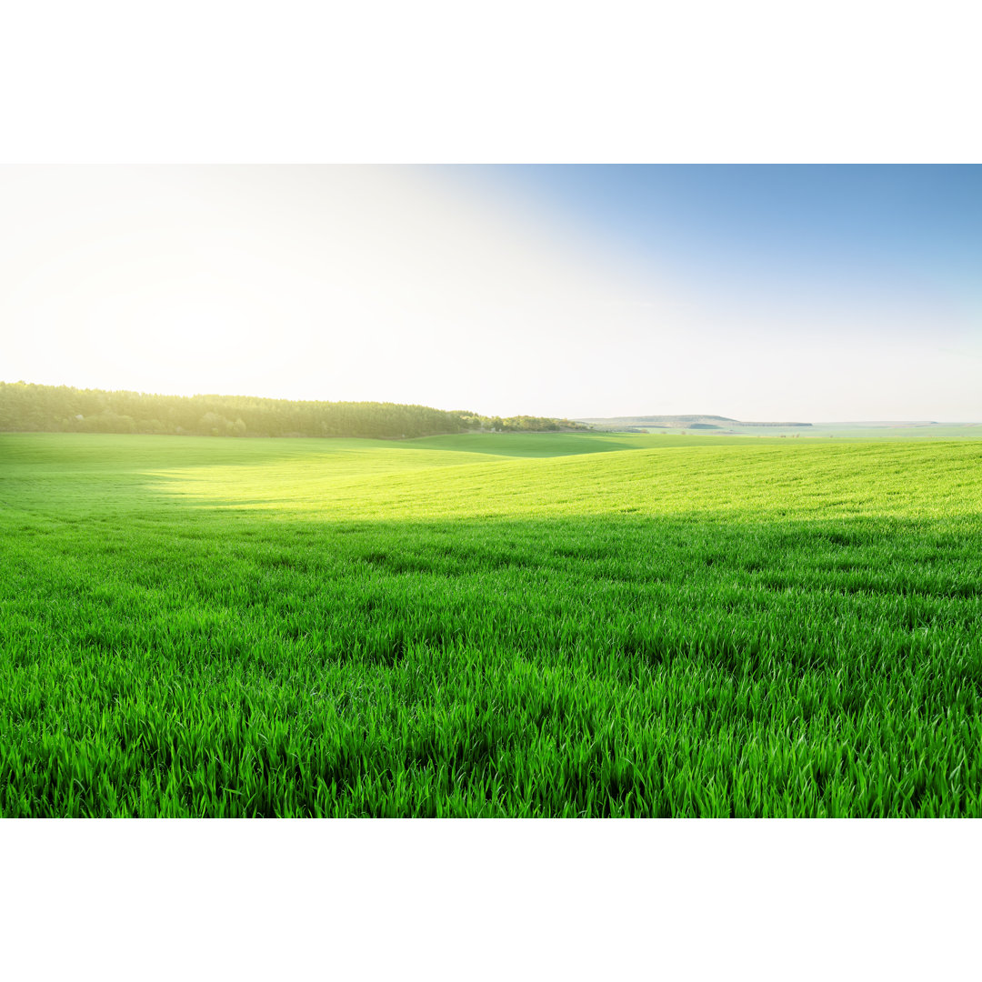 Spring Field von Misha Kaminsky - Kunstdrucke auf Leinwand ohne Rahmen