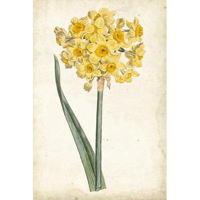 Curtis Narcissus I - Wrapped Canvas Print