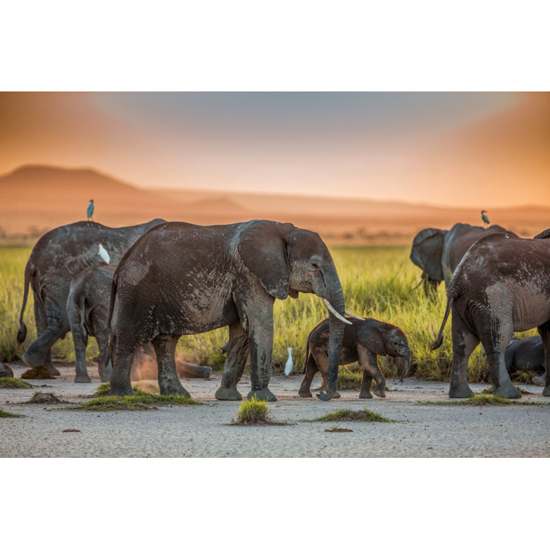 African Elephants At Sunset - Wrapped Canvas Print, 81cm H x 122cm W