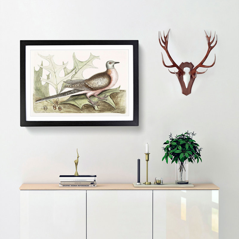 Pigeon of Passage by Mark Catesby - Picture Frame Painting Print, Black Framed, 48cm H x 65cm W x 2cm D