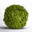 Preserved Greens Topiary, Hedge Plant in-1214296199