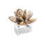 Beachcomber Napkin Rings in a Gift Box