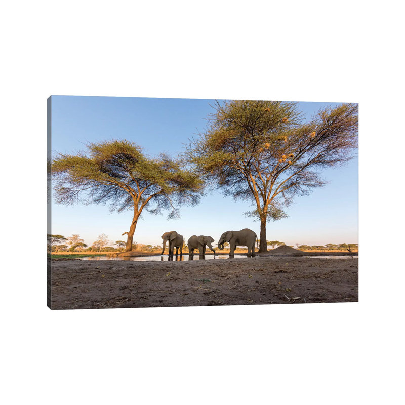 Africa, Botswana, Senyati Safari Camp. Elephants At Water Hole by Jaynes Gallery - Wrapped Canvas Print