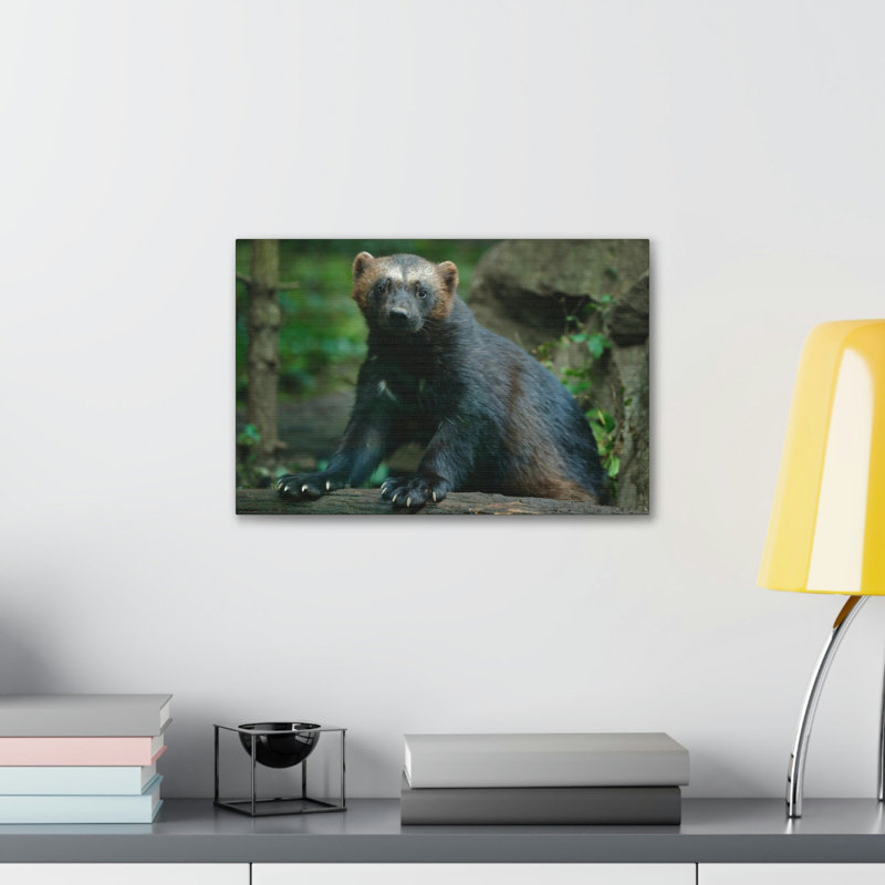 Impression sur toile majestueuse Wolverine, H 11 po x l 14 po