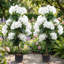 Arbres d'hortensia artificiels de 90 cm (3 pi) en pot, topiaires pour l'extérieur (lot de 2)