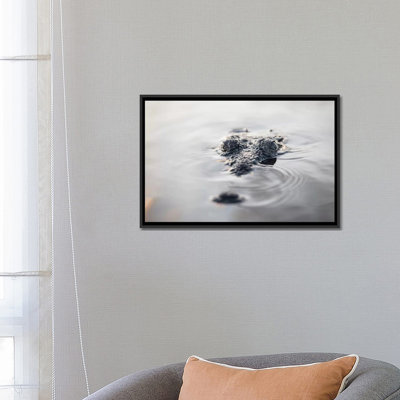 «A Large American Crocodile Surfaces in a Lagoon», impression sur toile