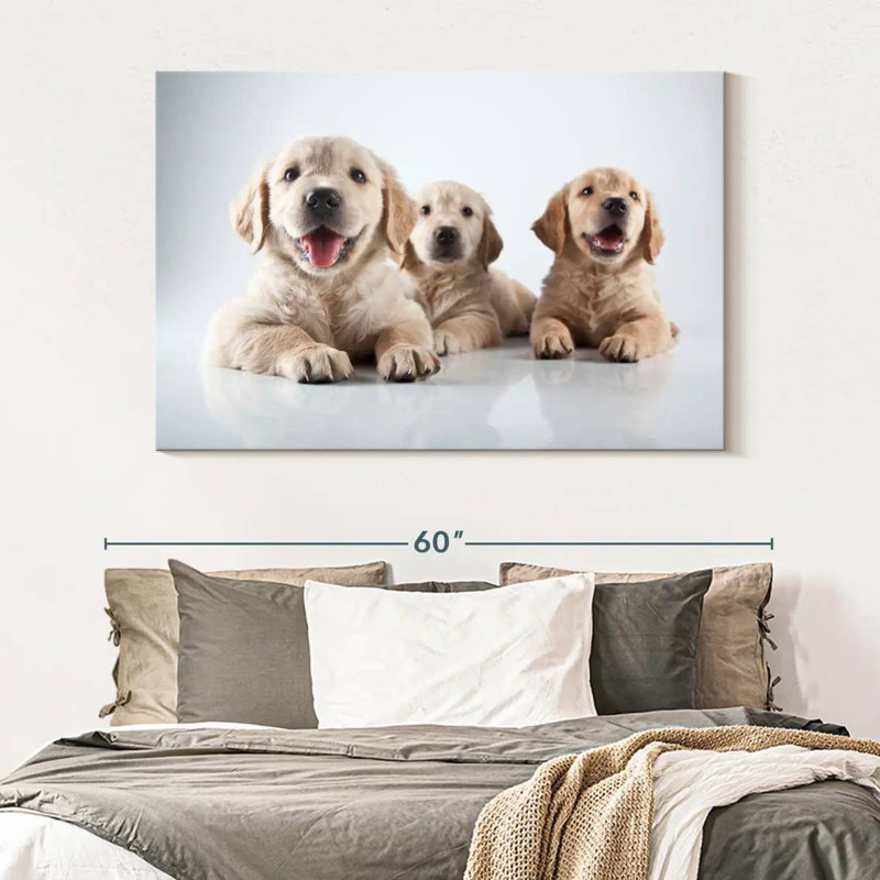 Brampt Golden Retriever Pups, 34" H x 51" W