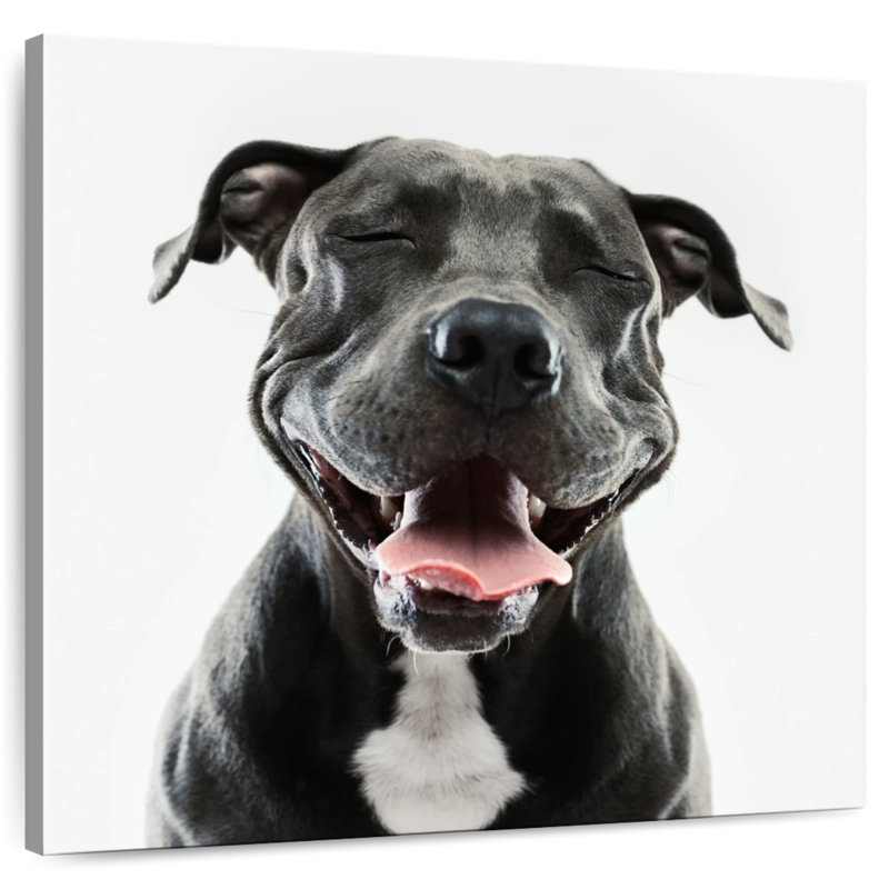 Brampt Smiling Black Pitbull, 20" H x 20" W