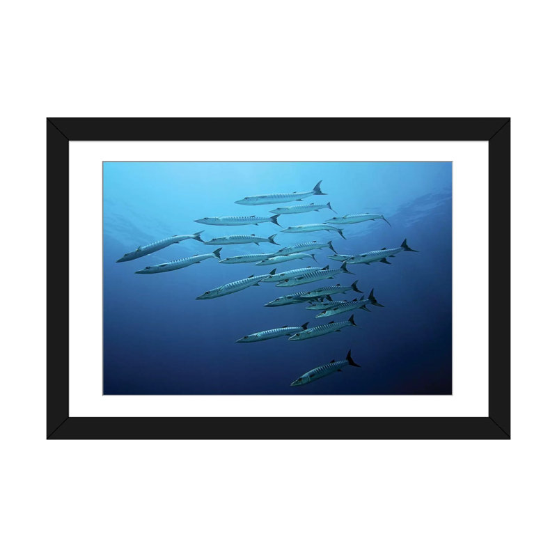 « barracudas », impression sur toile, H 16 po x l 24 po x P 1 po, Papier avec cadre noir, Blanc