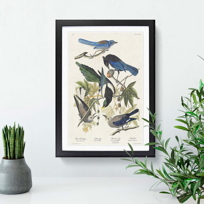 Magpie, Crow & Jay Birds by John James Audubon - Picture Frame Art Print, Black Framed, 65cm H x 48cm W x 2cm D