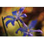 Chionodoxa par Martin Podt - reproduction-2050773267-2018958511