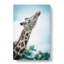 Stretching Giraffe - Wrapped Canvas-55337983