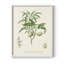 Reproduction encadrée antique d'amande botanique II - bois massif-1973418085-1973418093