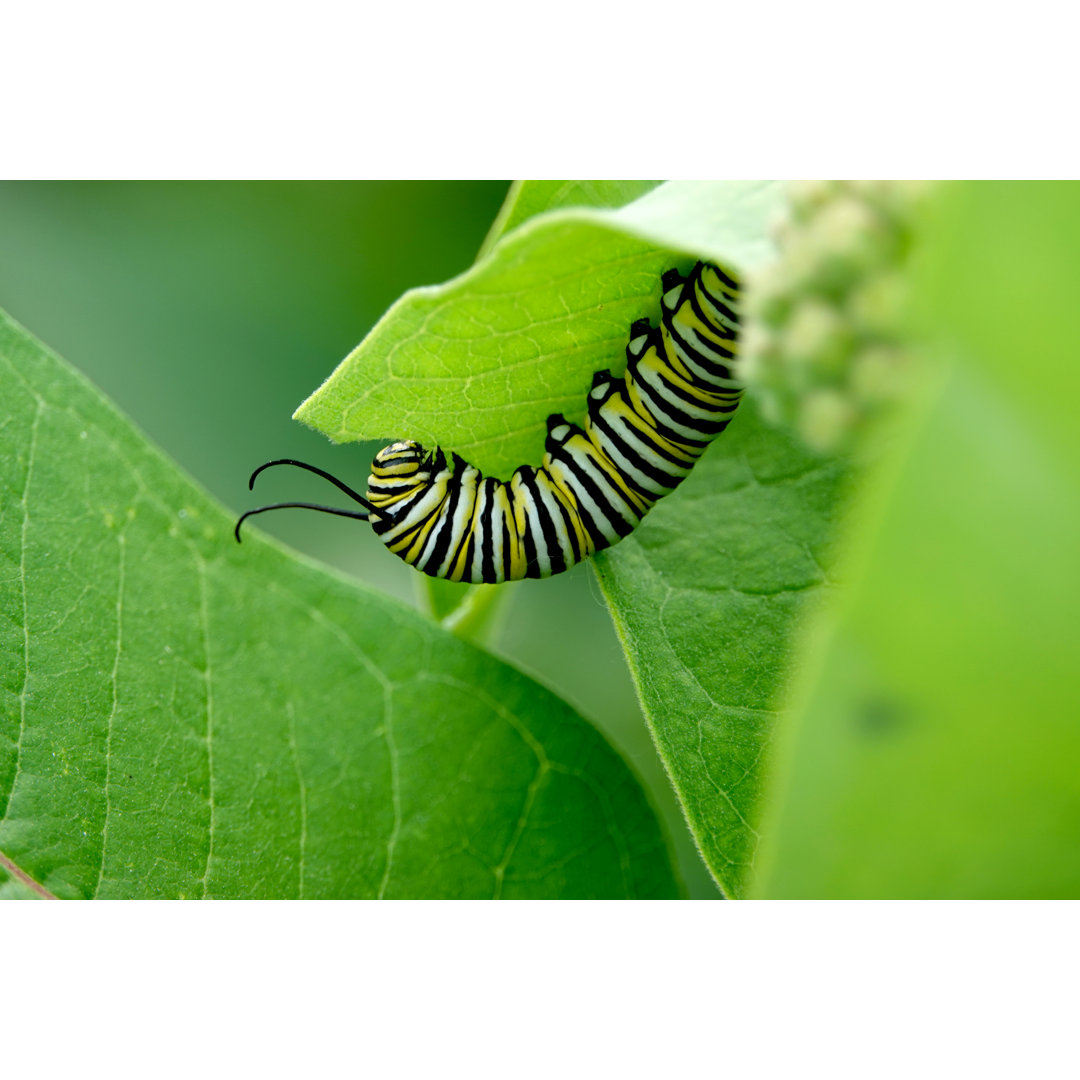 Monarch Caterpillar von ErikAgar - Kunstdrucke auf Leinwand