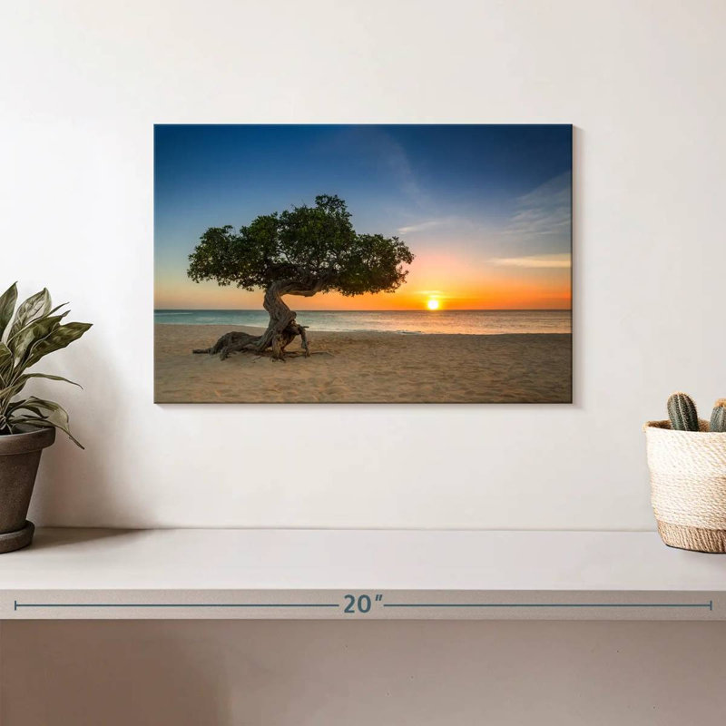 Arbre Gillard Aruba Divi Divi, H 8 po x l 12 po