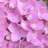 1 Gallon The Original Endless Summer Hydrangea - Reblooming Decidious Shrub with Pink or Blue Flowers