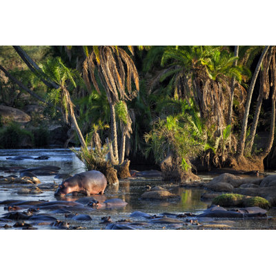 Pod of hippos