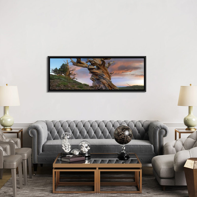 «Pin sylvestre, tronc torsadé d'un arbre antique, Sierra Nevada, Californie II», reproduction de photo sur toile