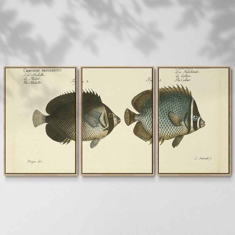 Bloch Antique Fish V - Toile encadrée multi-pièces, Naturel, H 24 po x l 48 po x P 2 po