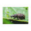 No Frame Print on Canvas-100038274