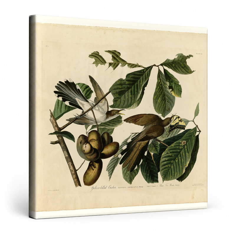 Coucou à bec jaune (planche 2) - art mural carré sur toile, 16" W x 16" H