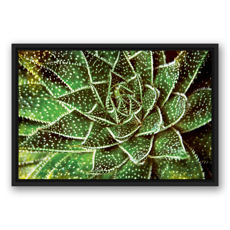 Spotty Succulent, reproduction d'art sur toile, L 25,75 po x H 17,75 po