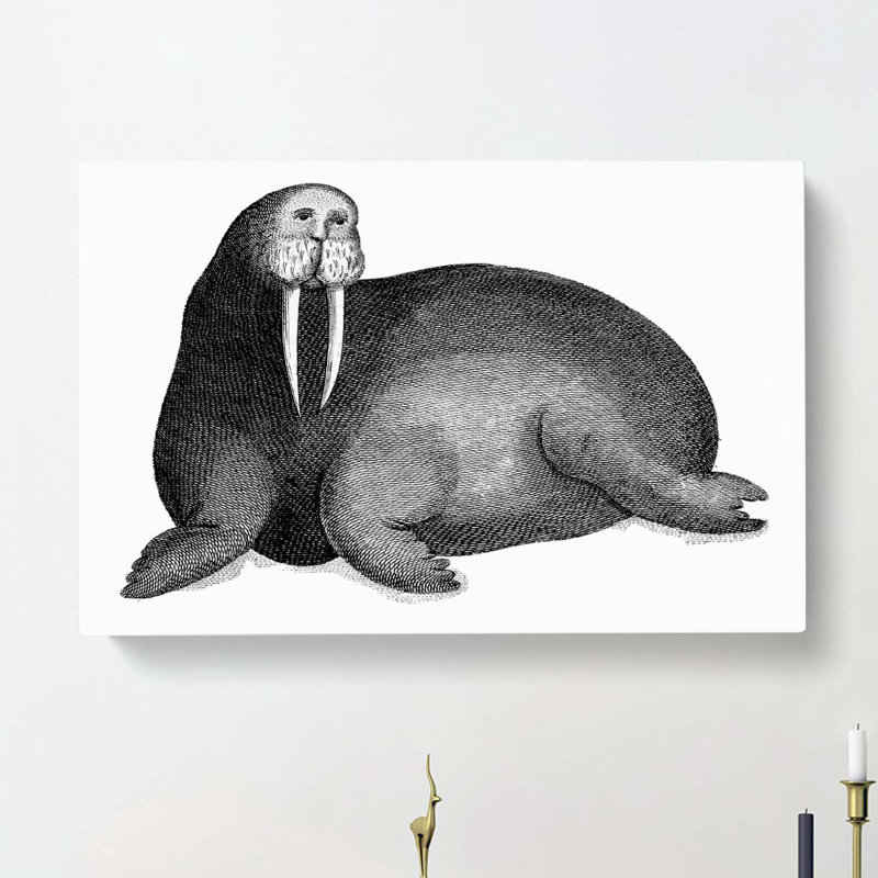 Walrus in Black & White by George Shaw - Wrapped Canvas, 50cm H x 76cm W x 3cm D