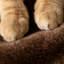 Arbre à chat 63 "Daejah-50891083