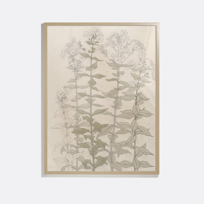 Studies Of Phlox Print by Julie De Glad