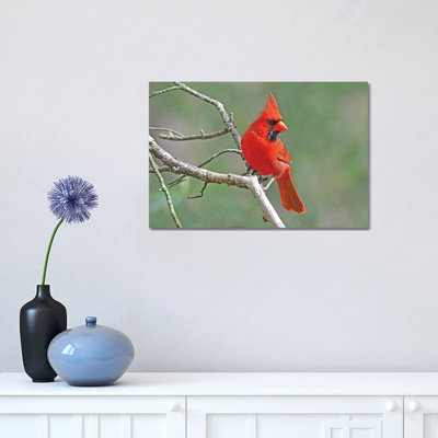 Handsome Cardinal by Brian Wolf - Wrapped Canvas Print