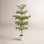 Caigan 120" Olive Tree in Decorative Vase