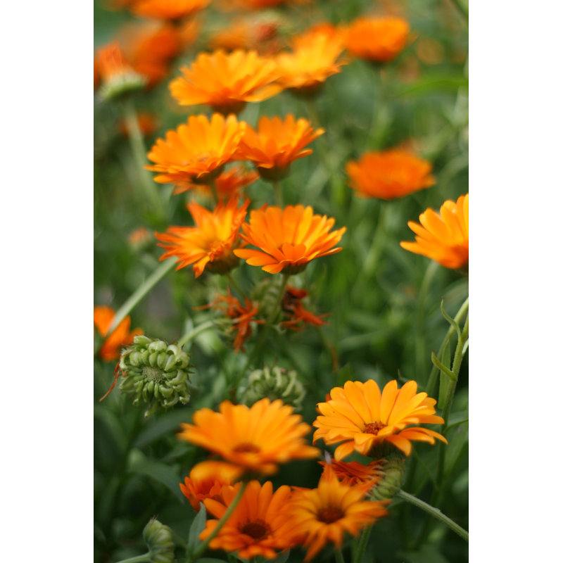 Alleghenyville Calendula Officinalis - Wrapped Canvas Print, 46cm H x 30cm W x 3.8cm D