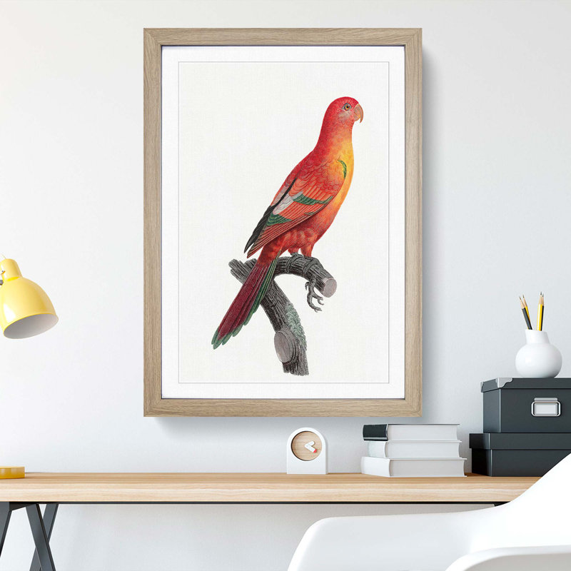 Crimson Shining Parrot by F. Levaillant - Framed Print, 48cm H x 36cm W x 2cm D, Oak Framed