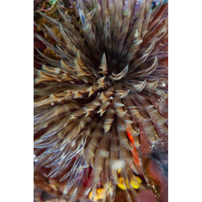 Plumule - N. Sulawesi, Indonesia by Beverly Factor - Wrapped Canvas Print, 91cm H x 61cm W