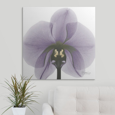 'Orchid X-Ray by Albert Koetsier Photographic Print