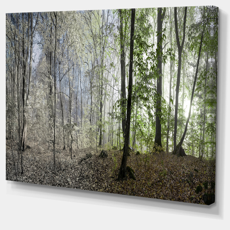 Green Morning Forest Panorama Canvas Art Print