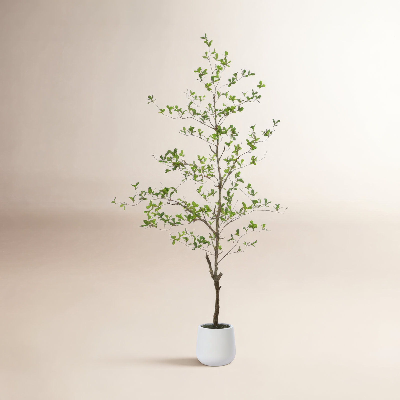George Olive Tree in Pot, 72" H x 24" W x 24" D