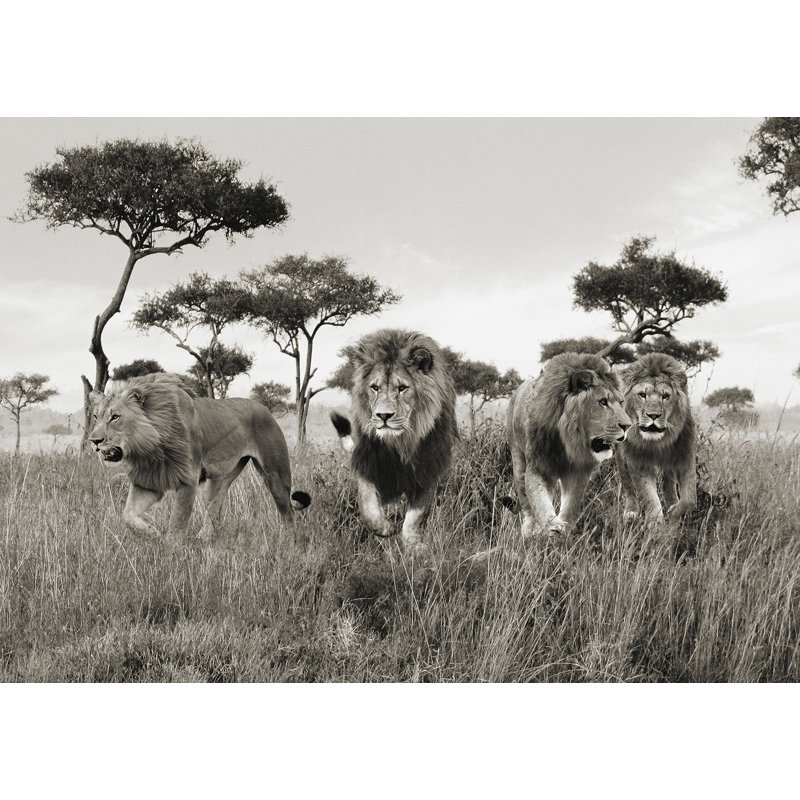 Brothers, Lions, Masai Mara, Kenya - Wrapped Canvas Print, 50cm H x 70cm W x 4cm D