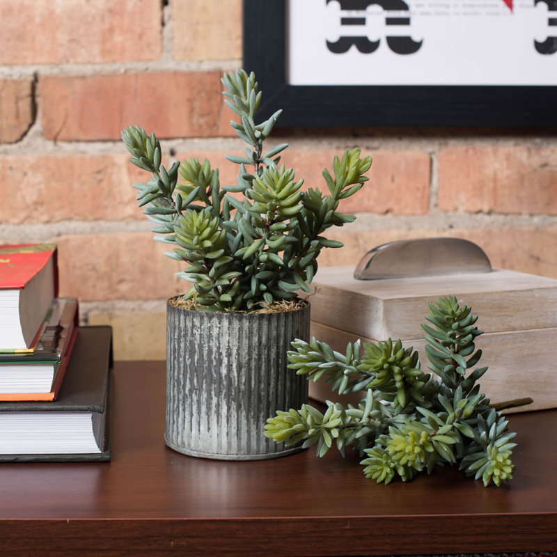 Sedum Arrangement