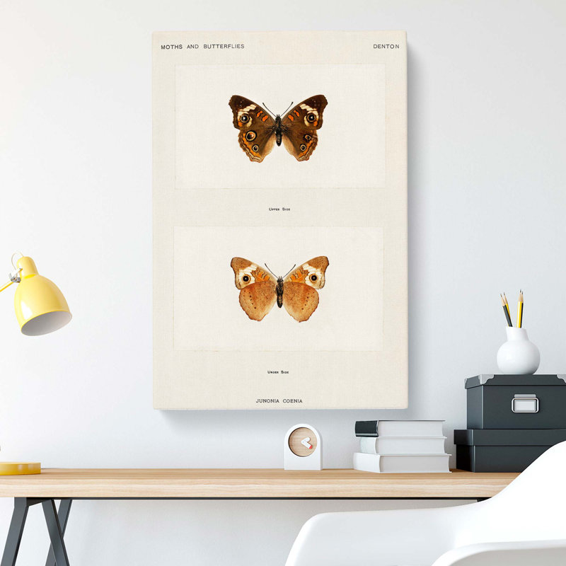 Buckeye Butterfly by S.F. Denton - Wrapped Canvas, 50cm H x 35cm W x 3cm D