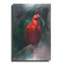 «Scarlet ibis» par Robert Campbell-1406144116