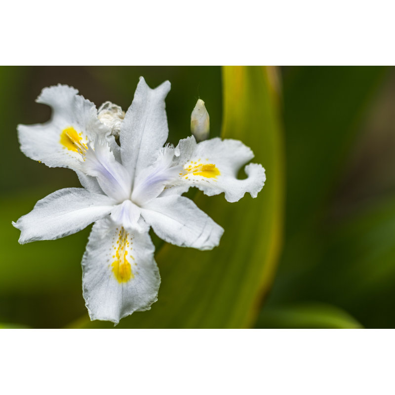 Kita White Iris Flower - Photographie sur toile tendue, H 8 po x l 12 po