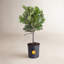 Fiddle Leaf Fig in Nursery Pot