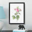 Pink Agatha Roses by Pierre-Joseph Redoute - Picture Frame Painting Print-55583625-55583624