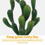 79cm Plant