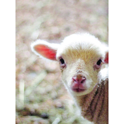 " Baby Lamb Who Me "