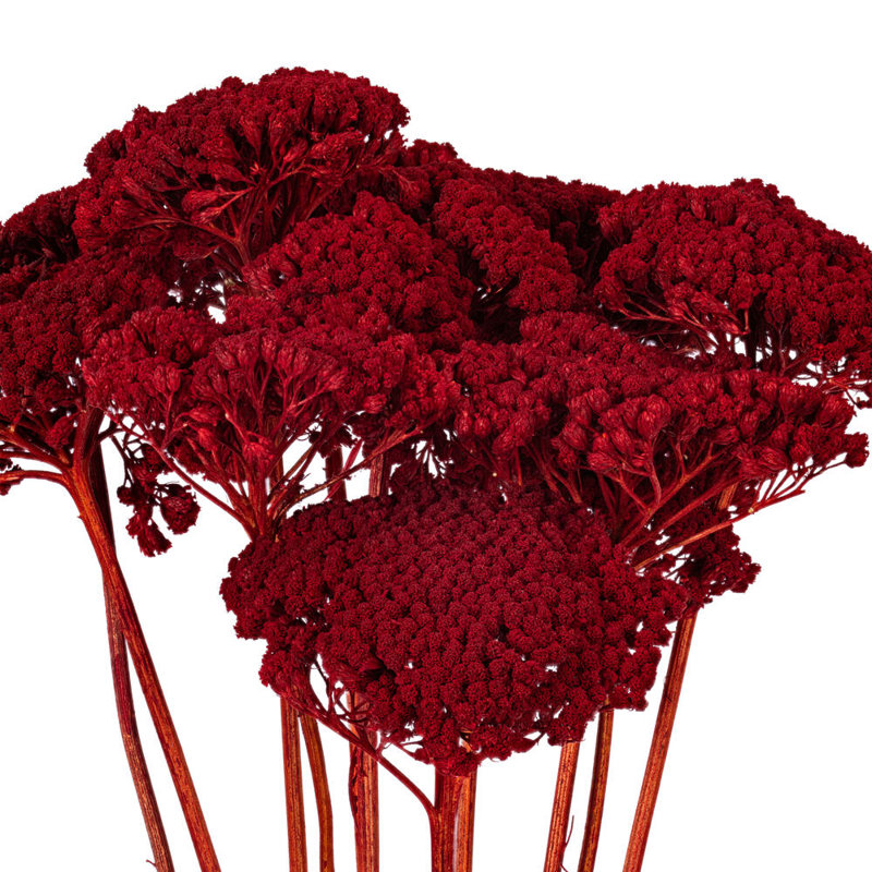 Vickerman 26" Dried Yarrow Achillea Parker Bunch, 3 oz. This is a natural product, dimensions and color may vary plant to plant.