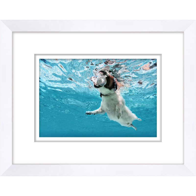 Disco Dog Paddle 2