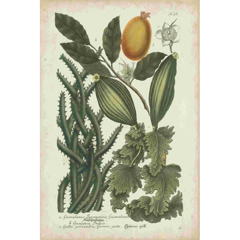 Exotique Weinmann Botanique III, H 18 po x l 12 po